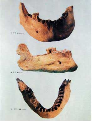 0-신인;승리산사람의 아래턱뼈