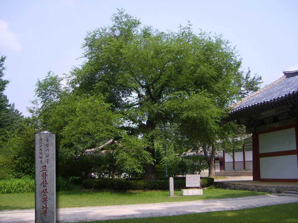 0-묘향산 산뽕나무 