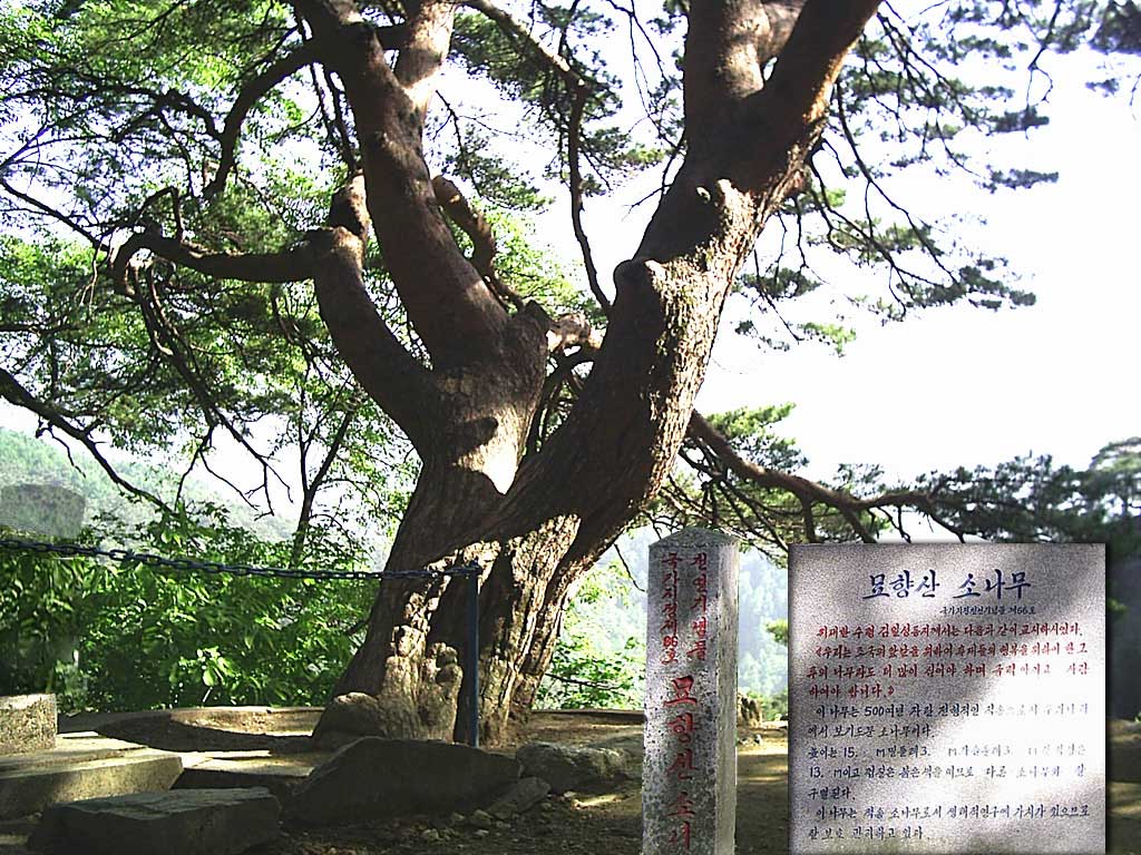 0-묘향산 소나무 