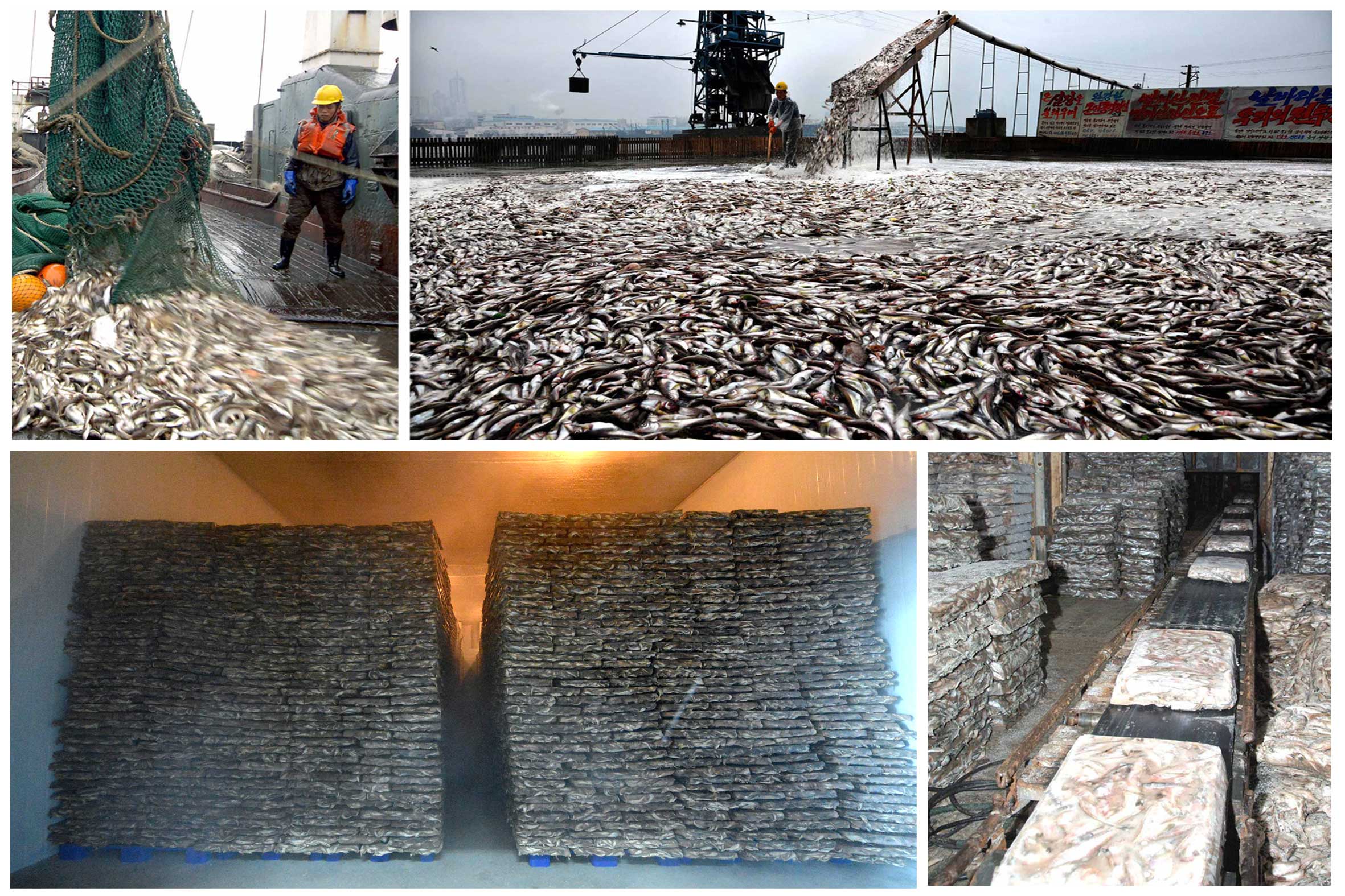 5-1월8일수산사업소