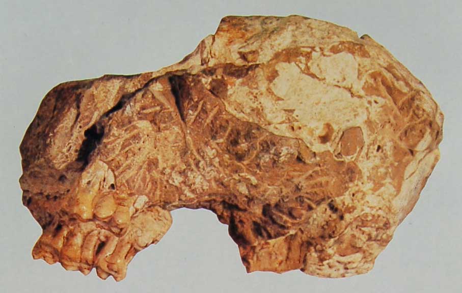 0-원숭이대가리화석