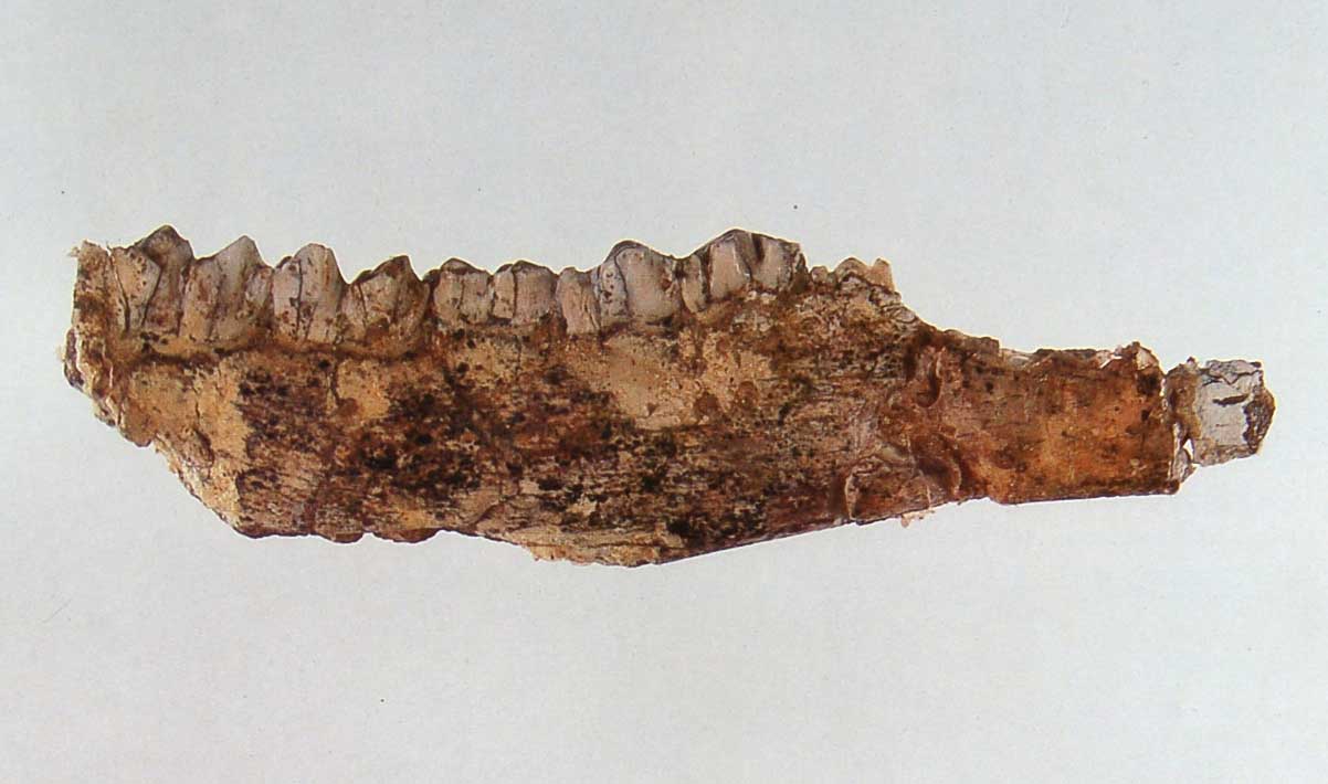 0-꽃사슴 아래턱뼈화석