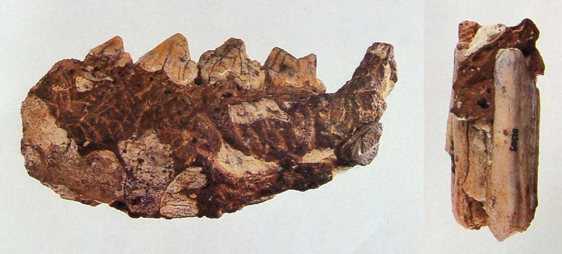 0-짧은턱히에나아래턱뼈 화석과 물소어금이 화석