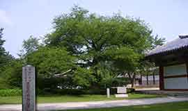 Myohyangsan Mountain Mulberry