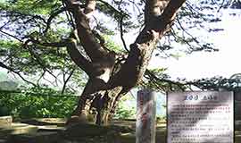 Myohyangsan Pine Tree