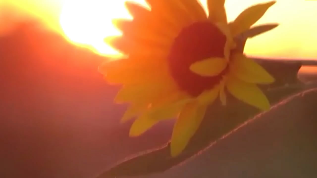 Perfume de girasol
